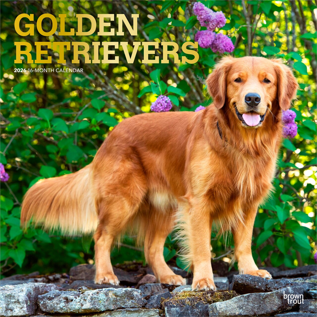 Golden Retrievers | 2026 12 x 24 Inch (Hanging) Monthly Square Wall Calendar | Foil Stamped Cover | Plastic-Free | BrownTrout | Animals Dog Breeds Retriever